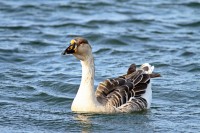 /album/animais-que-podem-ser-observados-de-outras-localidades/a087-1-jpg/